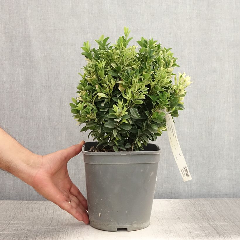 Exemplaar van Euonymus japonicus Paloma Blanca - Japanse kardinaalsmuts Pot van 3 l/4 l zoals geleverd in de zomer