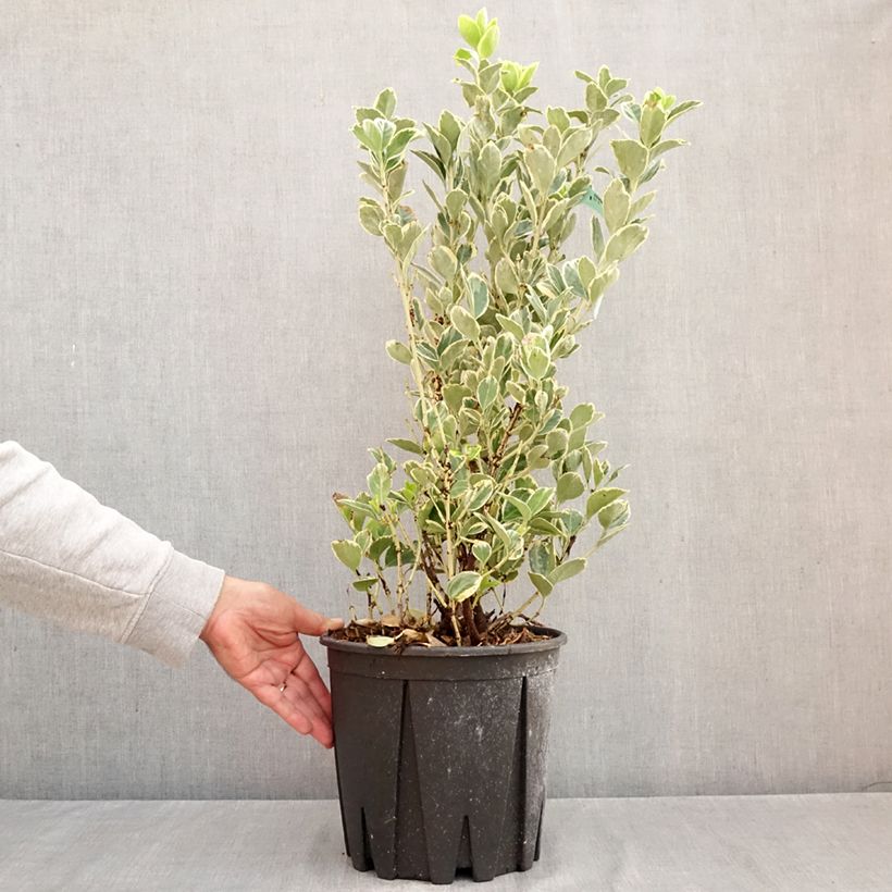Exemplaar van Euonymus japonicus Président Gauthier - Japanse kardinaalsmuts Pot van 7,5 l/10 l zoals geleverd in de herfst
