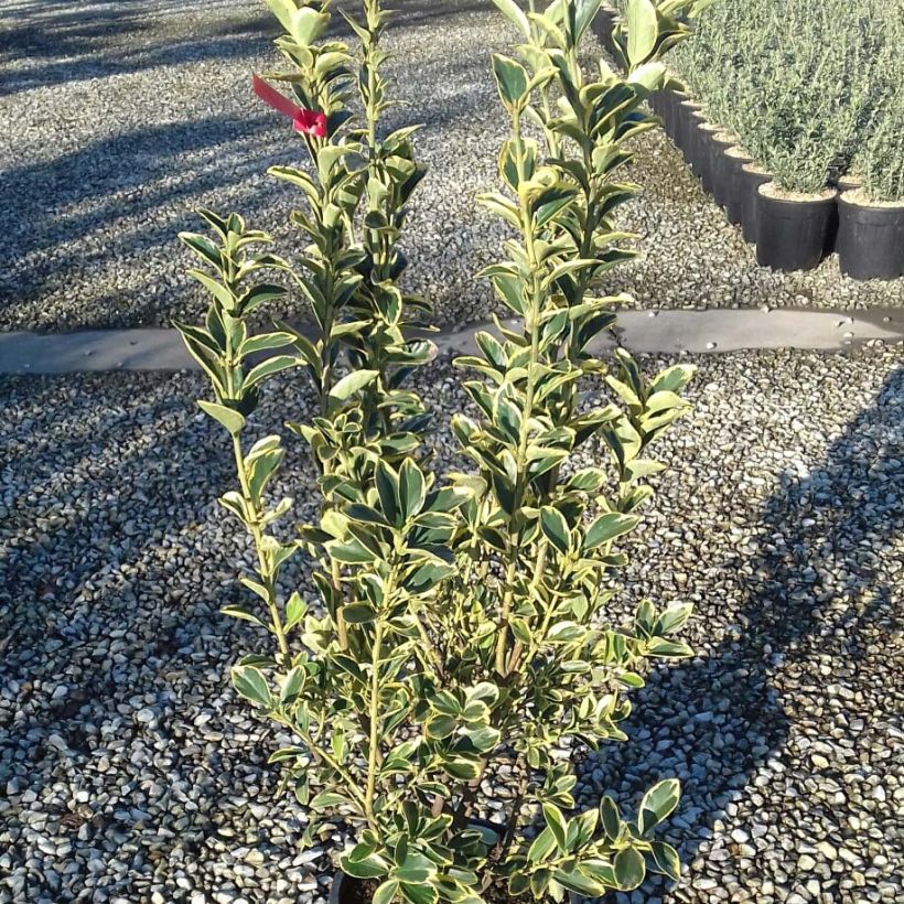 Euonymus japonicus Silver King - Japanse kardinaalsmuts (Foliage)