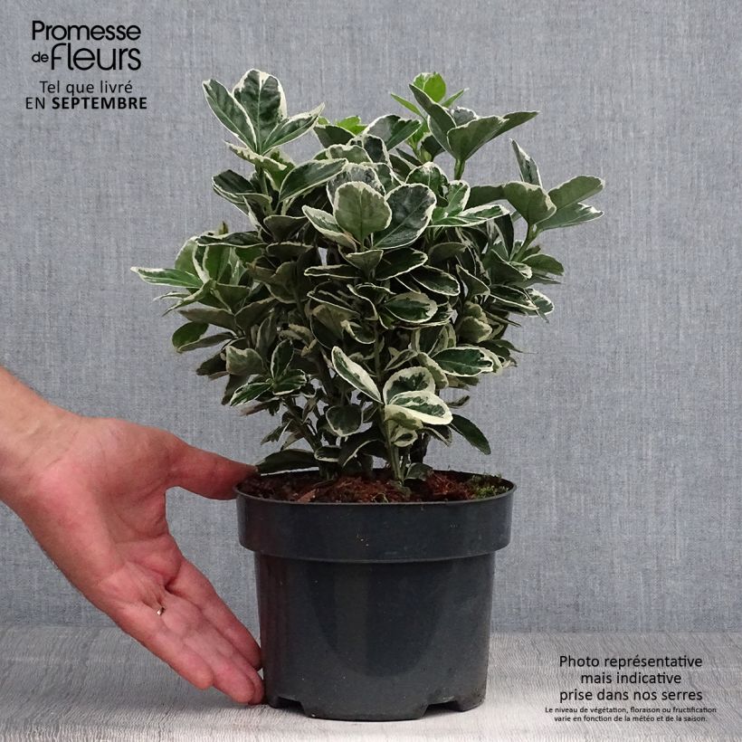 Exemplaar van Euonymus japonicus Suzanne - Japanse kardinaalsmuts Pot van 2 l/3 l zoals geleverd in de herfst
