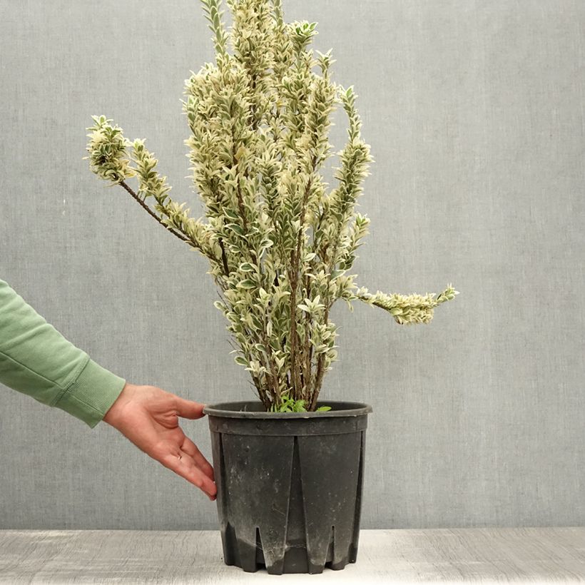 Exemplaar van Euonymus japonicus White Spire - Japanse kardinaalsmuts Pot van 7,5 l/10 l zoals geleverd in de zomer