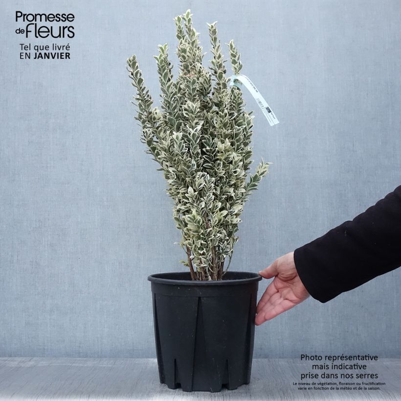 Example of Euonymus japonicus White Spire - Japanse kardinaalsmuts Pot van 7,5 l/10 l as you get in hiver