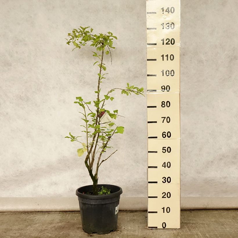 Exemplaar van Euonymus phellomanus - Kardinaalsmuts Pot van 12 l/15 l zoals geleverd in de zomer