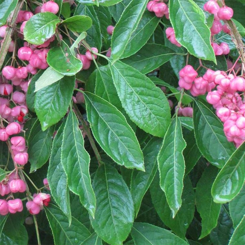Euonymus phellomanus - Kardinaalsmuts (Foliage)