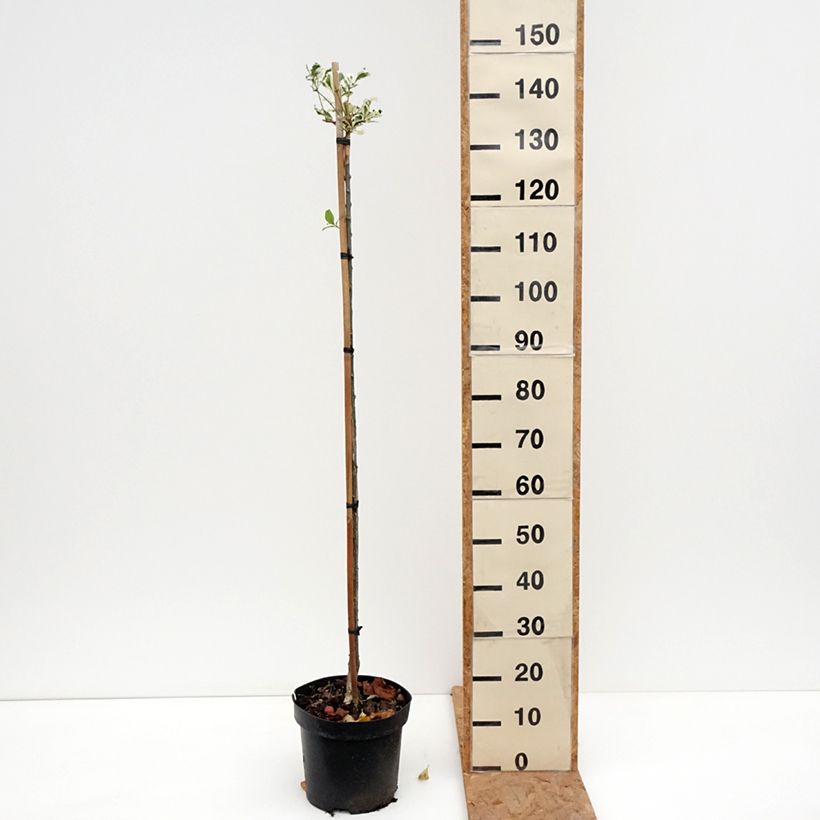 Example of Euonymus phellomanus Silver Surprise - Fusain de Chine Pot van 4 l/5 l as you get in automne