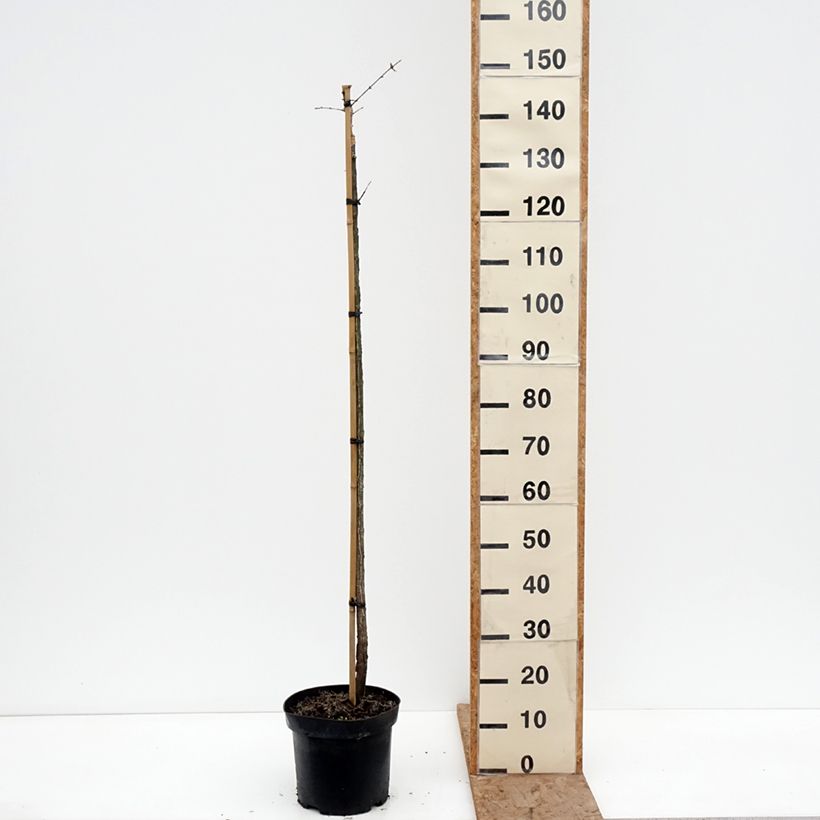 Exemplaar van Euonymus phellomanus Silver Surprise - Kardinaalsmuts Pot van 4 l/5 l, Stengel zoals geleverd in de winter