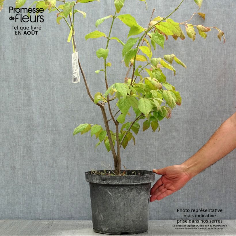 Exemplaar van Euonymus planipes - Kardinaalsmuts Pot van 2 l/3 l zoals geleverd in de zomer