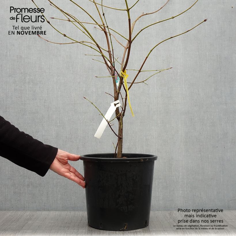 Exemplaar van Euonymus planipes - Kardinaalsmuts Pot van 12 l/15 l zoals geleverd in de herfst