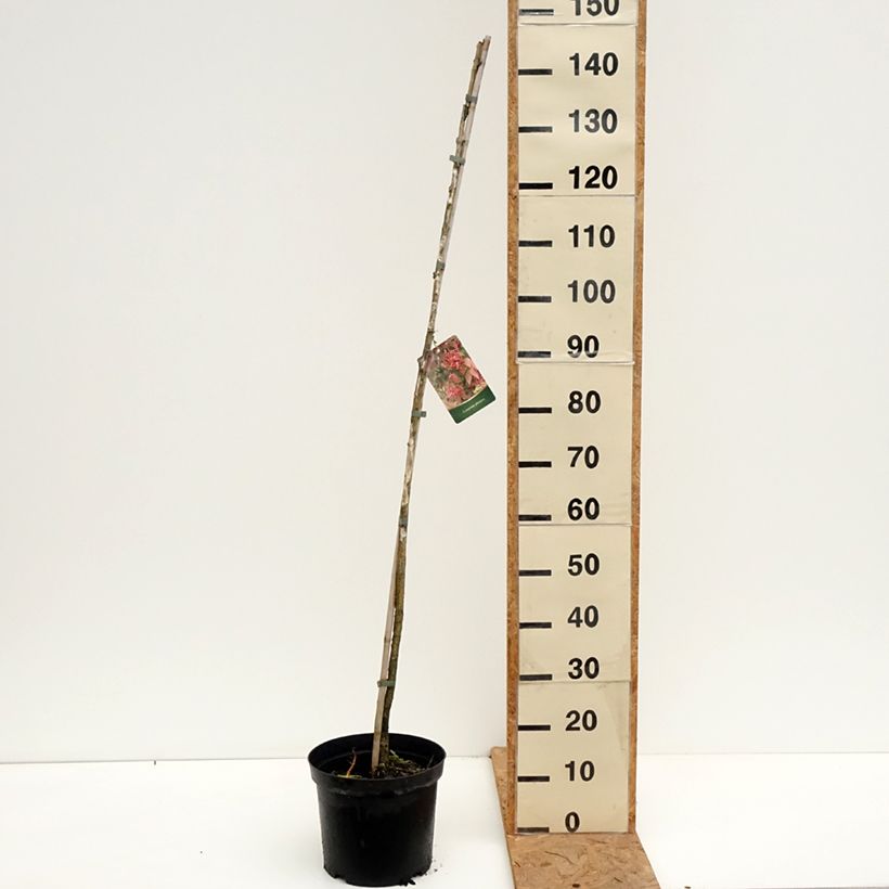 Exemplaar van Euonymus planipes - Kardinaalsmuts Pot van 7,5 l/10 l zoals geleverd in de herfst