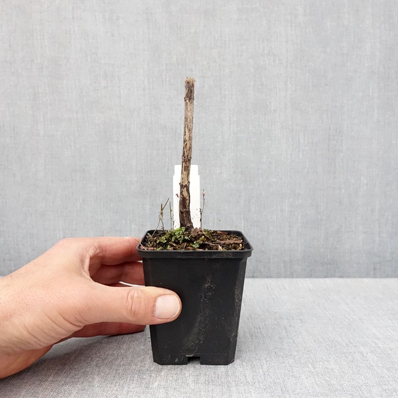 Exemplaar van Eupatorium Bartered Bride - Leverkruid Kweekpotje van 8/9 cm zoals geleverd in de lente