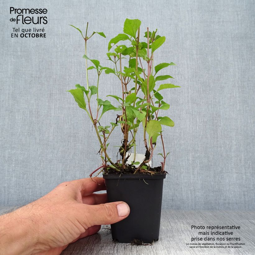 Exemplaar van Eupatorium coelestinum - Leverkruid Kweekpotje van 8/9 cm zoals geleverd in de herfst