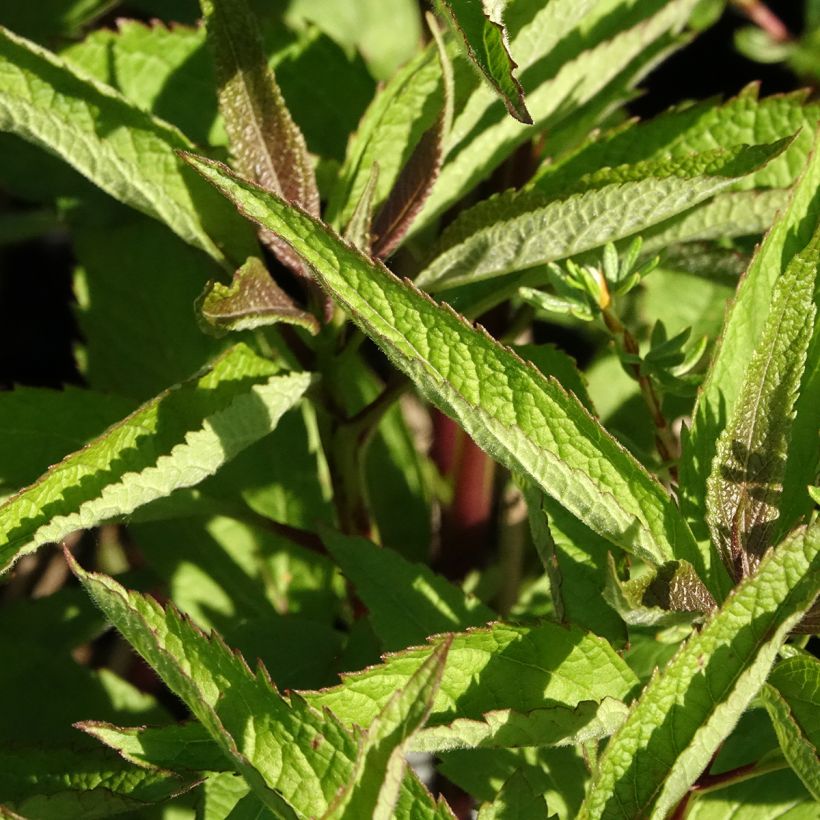 Eupatorium Baby Joe - Koninginnekruid (Blad)