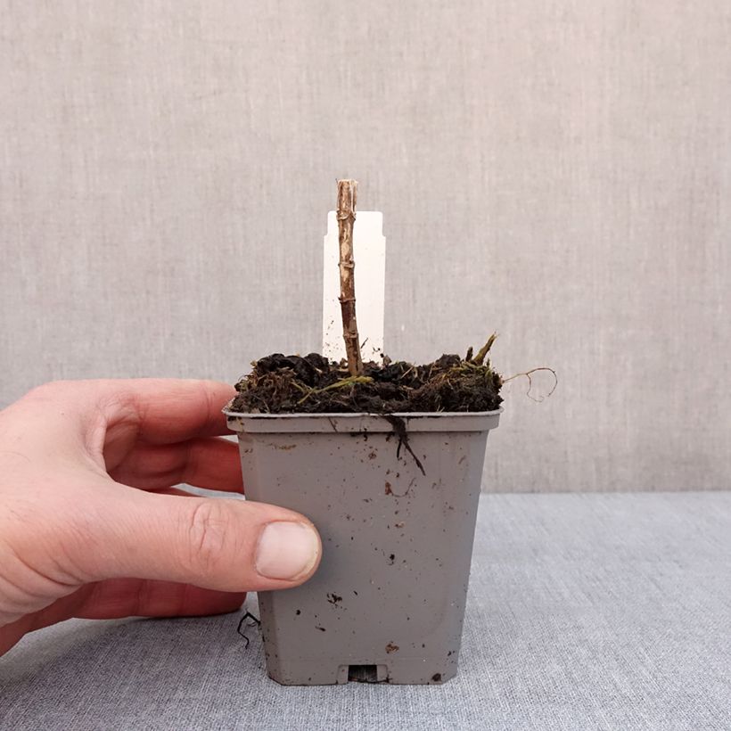 Example of Eupatorium Baby Joe - Koninginnekruid Kweekpotje van 8/9 cm as you get in hiver