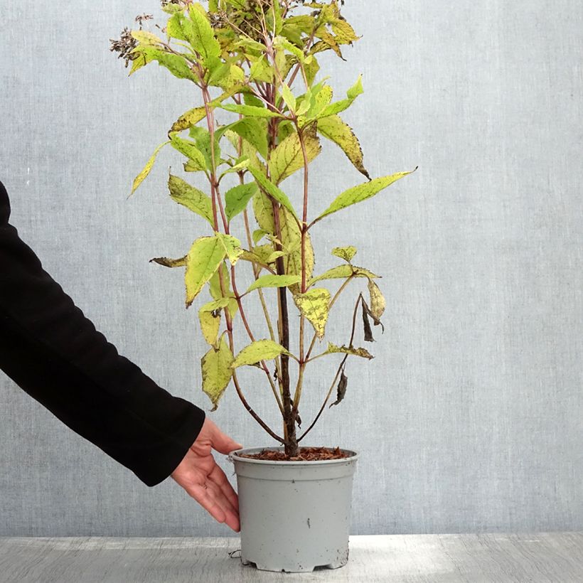 Exemplaar van Eupatorium Baby Joe - Koninginnekruid Pot van 2 l/3 l zoals geleverd in de herfst