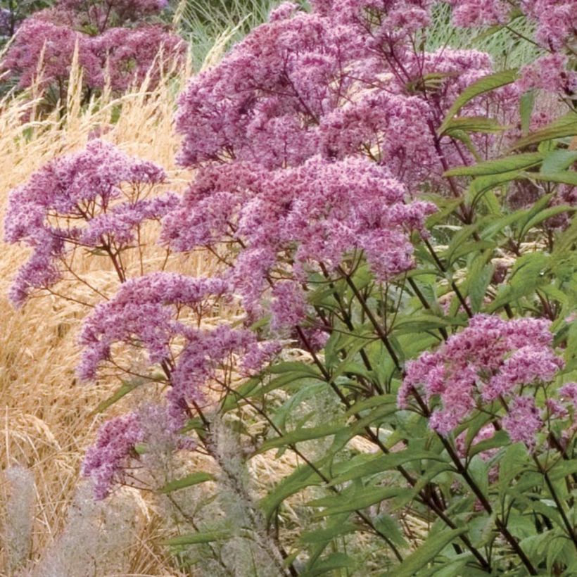 Eupatorium maculatum Atropurpureum - Koninginnenkruid (Flowering)
