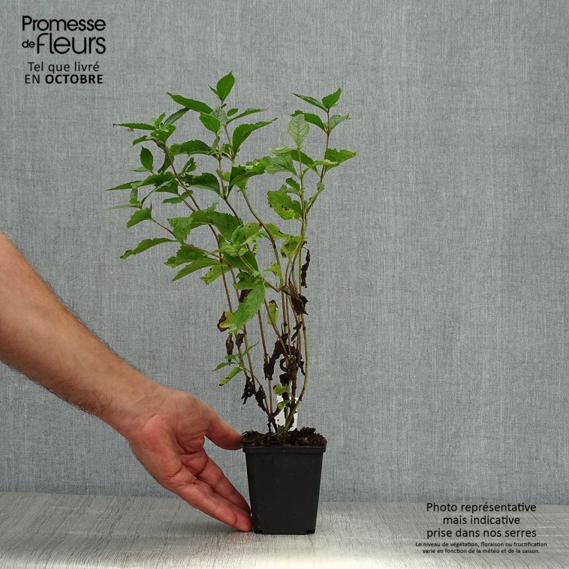Exemplaar van Eupatorium maculatum Phantom - Koninginnenkruid Kweekpotje van 8/9 cm zoals geleverd in de herfst