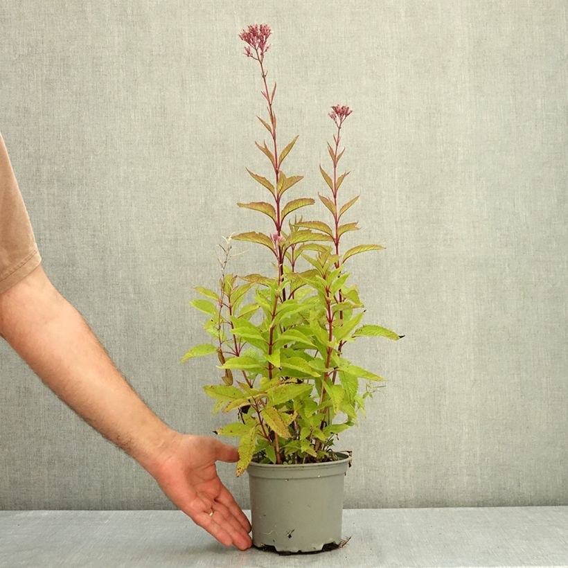 Exemplaar van Eupatorium maculatum Phantom - Koninginnenkruid Pot van 2 l/3 l zoals geleverd in de zomer