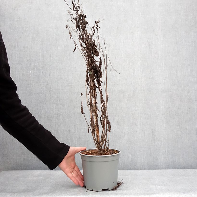 Example of Eupatorium maculatum Phantom - Eupatoire Pot van 2 l/3 l as you get in hiver