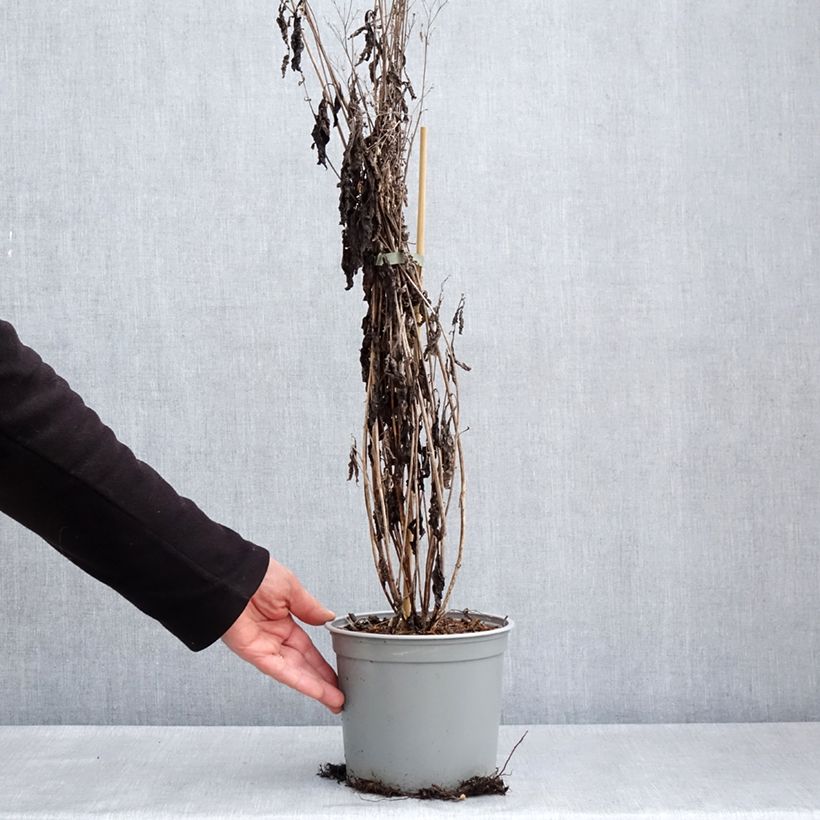 Exemplaar van Eupatorium maculatum Phantom - Koninginnenkruid Pot van 2 l/3 l zoals geleverd in de lente
