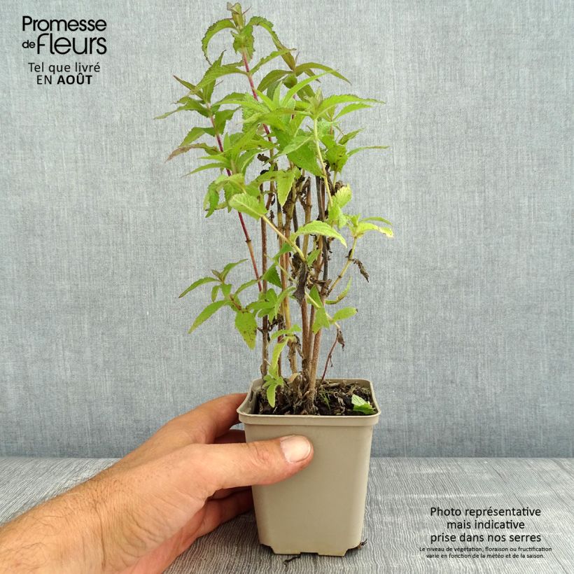 Exemplaar van Eupatorium perfoliatum - Doorgroeid leverkruid Kweekpotje van 8/9 cm zoals geleverd in de zomer
