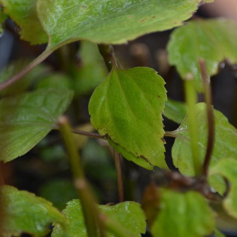 Eupatorium rugosum Braunlaub - Koninginnekruid (Foliage)
