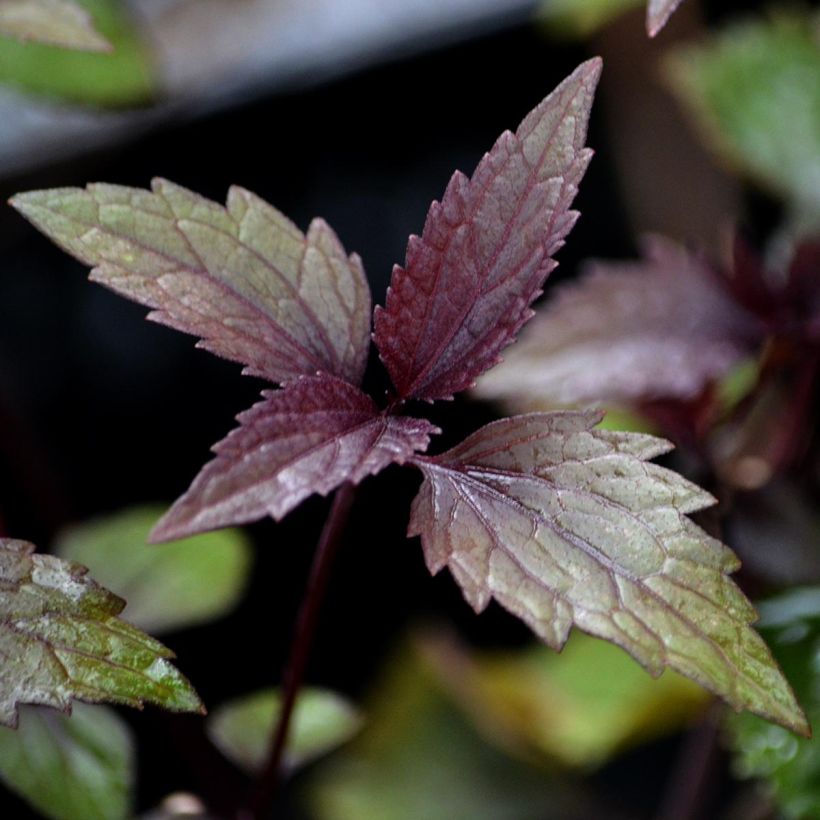 Eupatorium rugosum Chocolate - Koninginnekruid (Foliage)