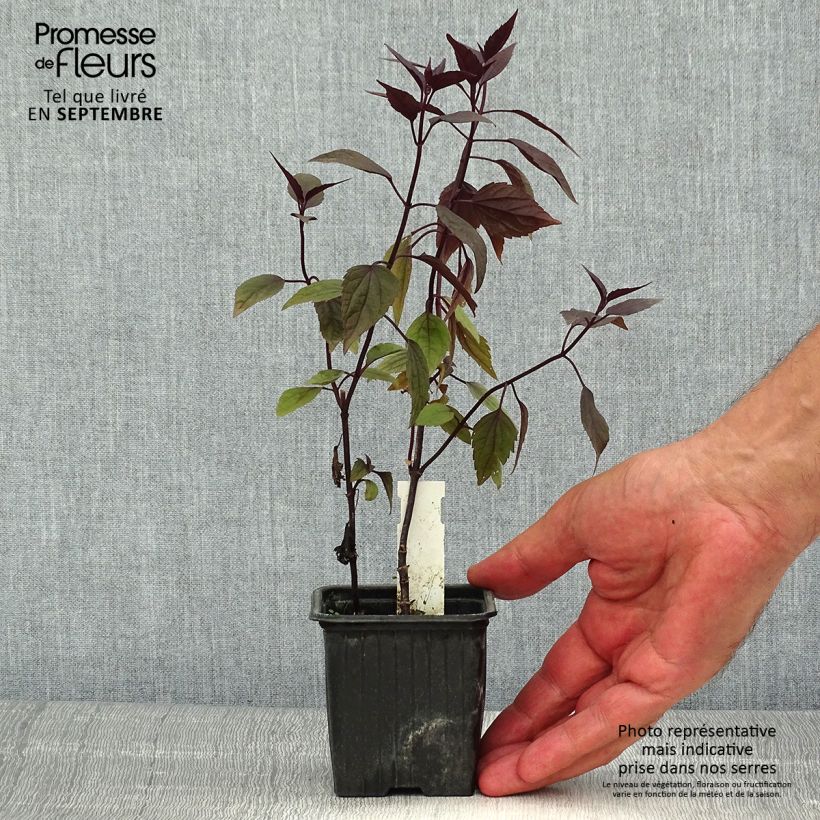 Exemplaar van Eupatorium rugosum Chocolate - Koninginnekruid Kweekpotje van 8/9 cm zoals geleverd in de zomer