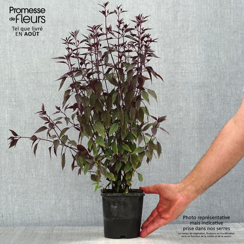 Exemplaar van Eupatorium rugosum Chocolate - Koninginnekruid Pot van 1,5 l/2 l zoals geleverd in de zomer