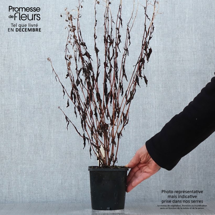 Example of Eupatorium rugosum Chocolate - Koninginnekruid Pot van 1,5 l/2 l as you get in hiver