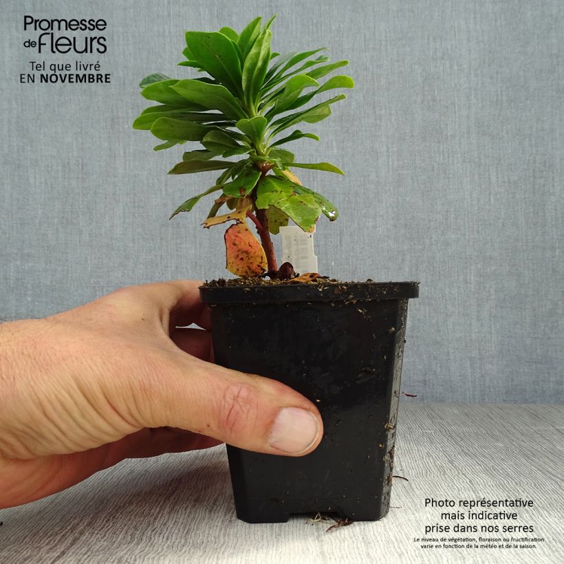 Exemplaar van Euphorbia amygdaloïdes var. robbiae - Amandelwolfsmelk Kweekpotje van 8/9 cm zoals geleverd in de herfst