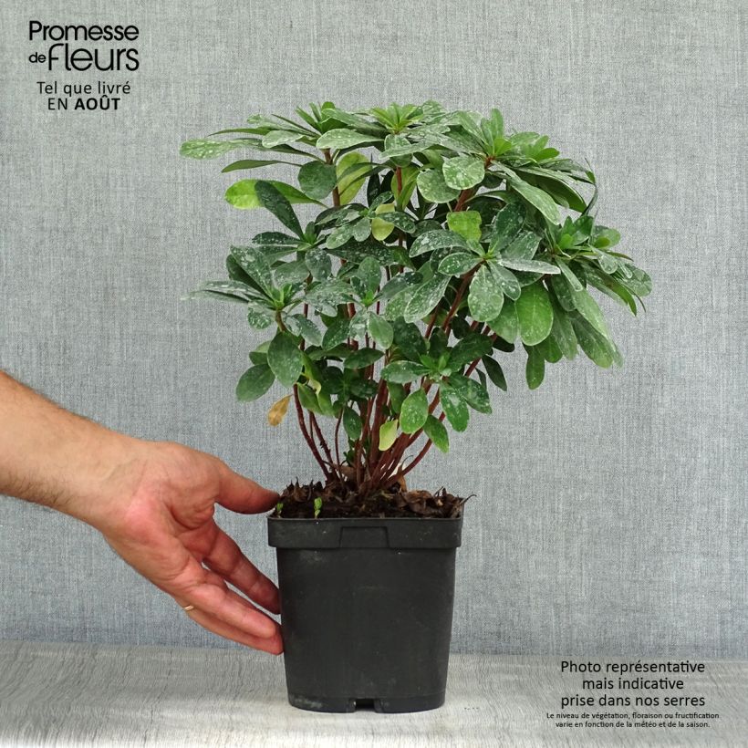 Exemplaar van Euphorbia amygdaloïdes var. robbiae - Amandelwolfsmelk Pot van 2 l/3 l zoals geleverd in de zomer