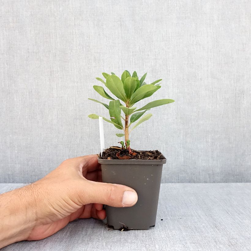 Exemplaar van Euphorbia amygdaloïdes var. robbiae - Amandelwolfsmelk Kweekpotje van 8/9 cm zoals geleverd in de zomer