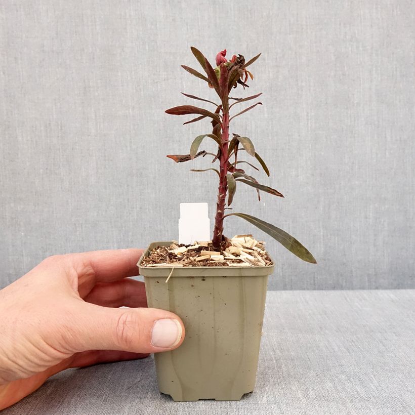 Example of Euphorbe Black Bird Kweekpotje van 8/9 cm as you get in hiver