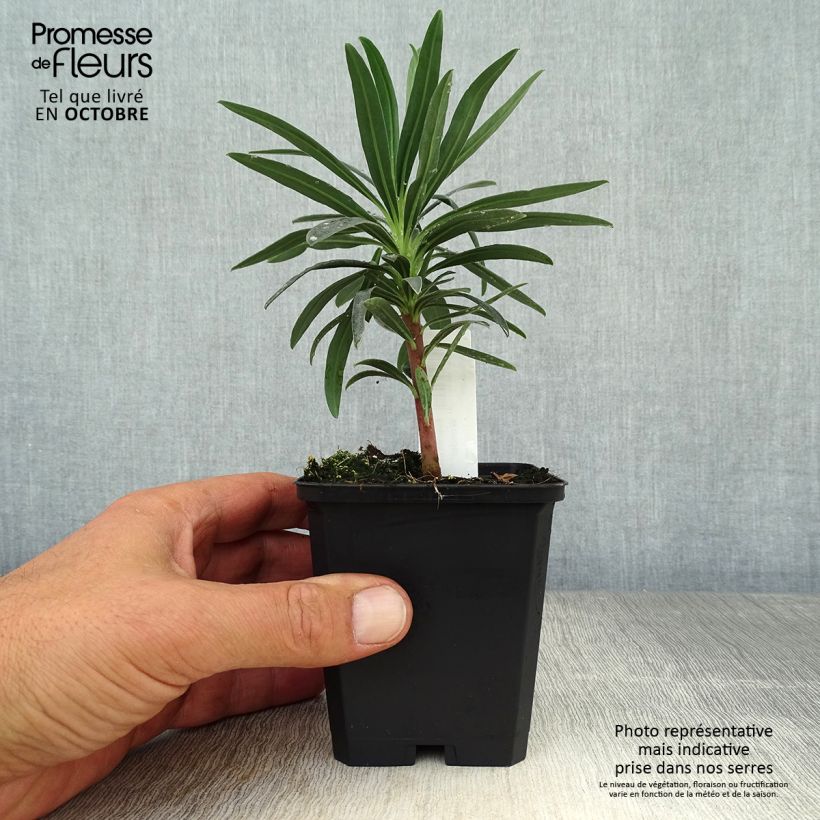 Exemplaar van Euphorbia characias Blue Wonder - Wolfsmelk Kweekpotje van 8/9 cm zoals geleverd in de herfst