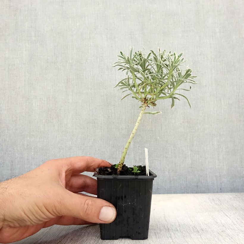 Exemplaar van Euphorbia characias Glacier Blue - Wolfsmelk Kweekpotje van 8/9 cm zoals geleverd in de herfst