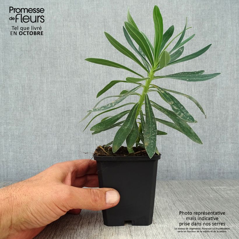 Exemplaar van Euphorbia characias Humpty Dumpty - Wolfsmelk Kweekpotje van 8/9 cm zoals geleverd in de herfst