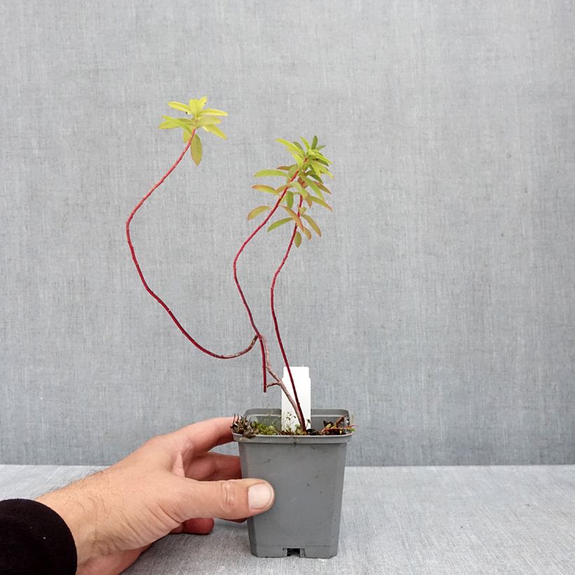 Exemplaar van Euphorbia cornigera Goldener Turm - Wolfsmelk Kweekpotje van 8/9 cm zoals geleverd in de herfst