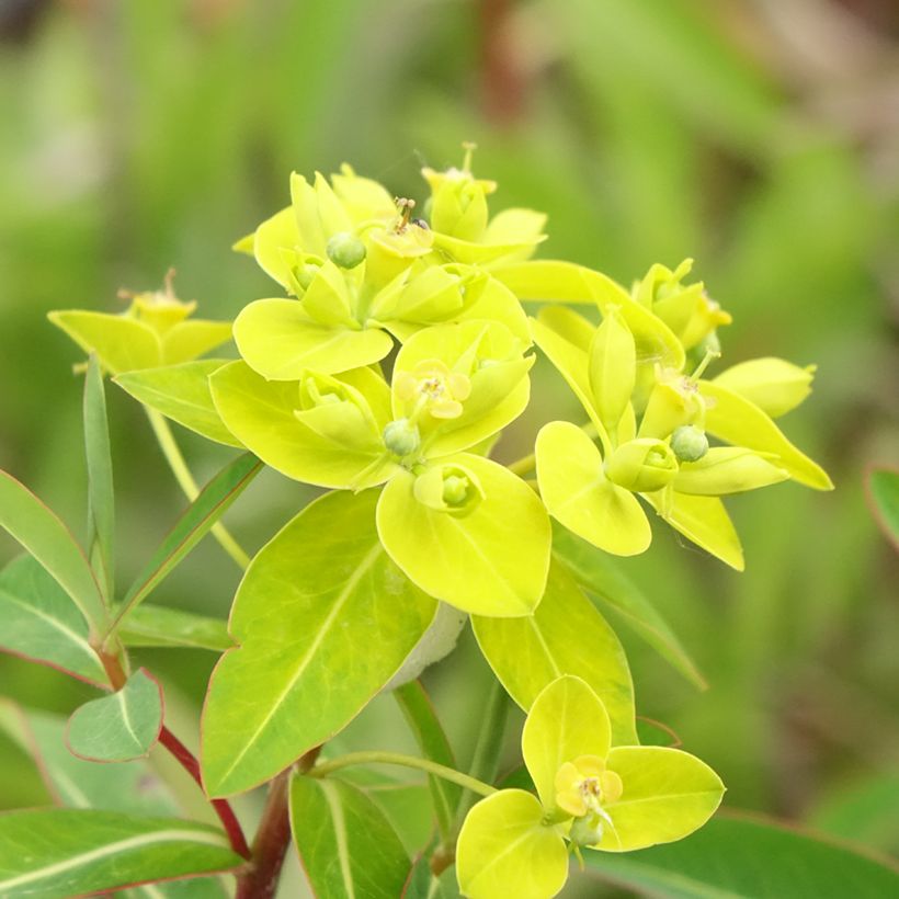 Euphorbia cornigera - Wolfsmelk (Bloei)