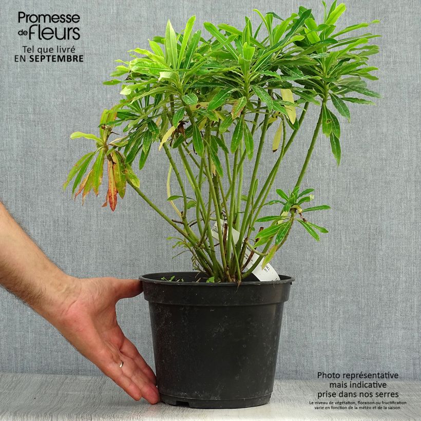 Exemplaar van Euphorbia mellifera - Wolfsmelk Pot van 2 l/3 l zoals geleverd in de herfst