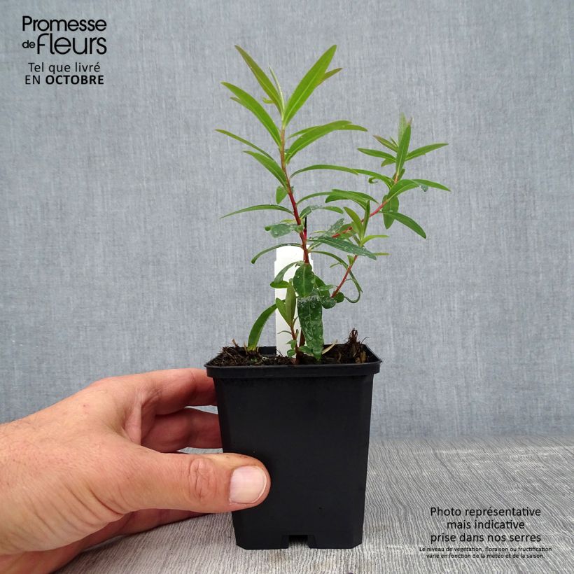 Exemplaar van Euphorbia palustris Walenburg's Glory - Moeraswolfsmelk Kweekpotje van 8/9 cm zoals geleverd in de herfst