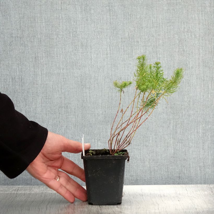 Exemplaar van Euphorbia cyparissias - Cipreswolfsmelk Kweekpotje van 8/9 cm zoals geleverd in de herfst