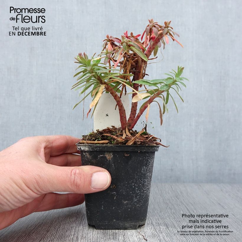 Exemplaar van Euphorbia Redwing - Wolfsmelk Kweekpotje van 8/9 cm zoals geleverd in de herfst
