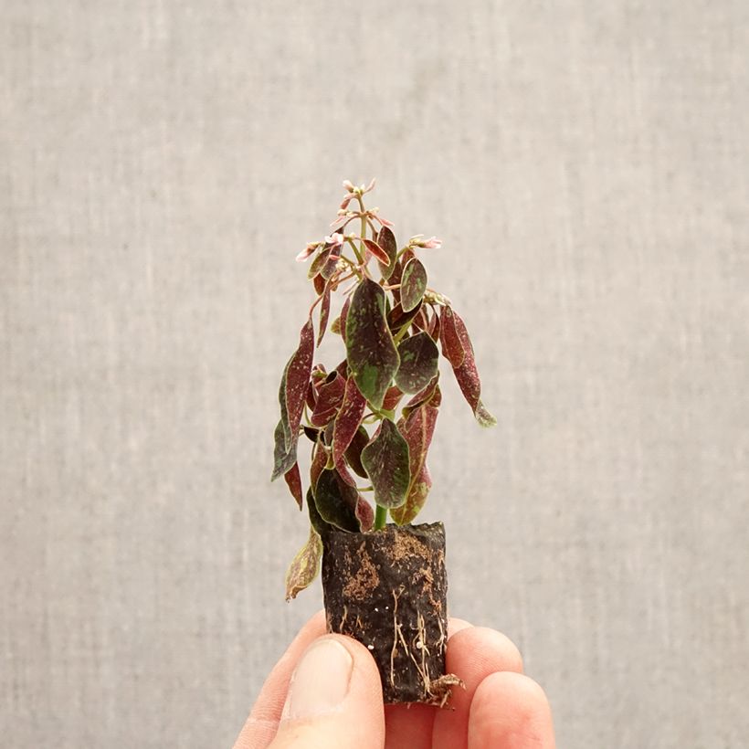 Exemplaar van Euphorbia Shades in Pink - Wolfsmelk Mini-mot Ø 3/4 cm zoals geleverd in de lente