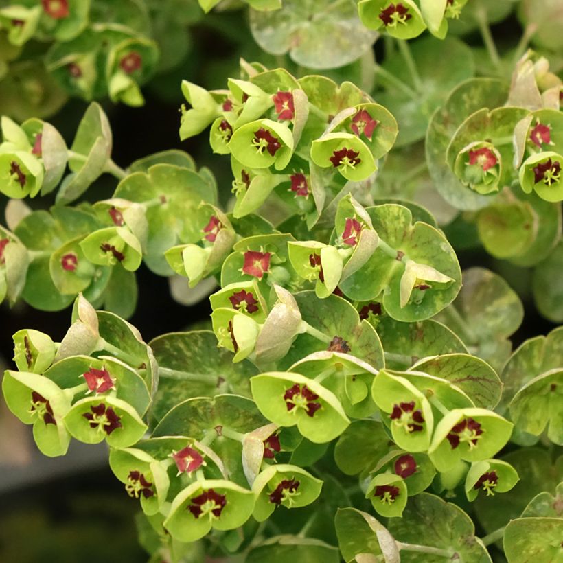 Euphorbia martinii - Wolfsmelk (Bloei)
