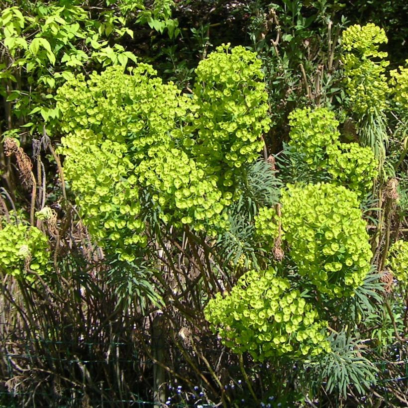 Euphorbia characias - Wolfsmelk (Flowering)