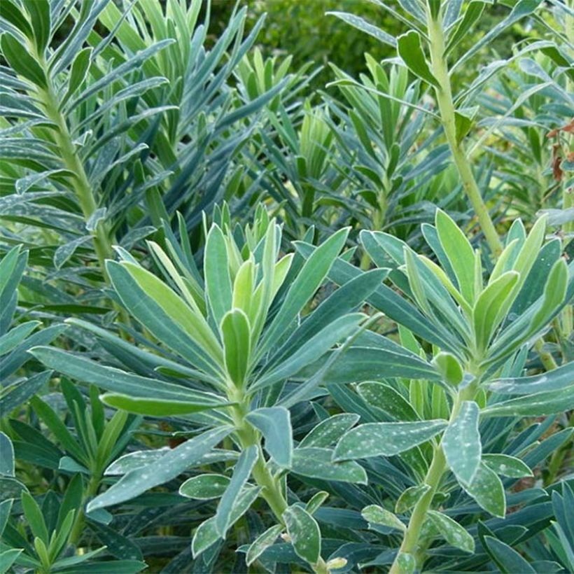 Euphorbia characias - Wolfsmelk (Foliage)