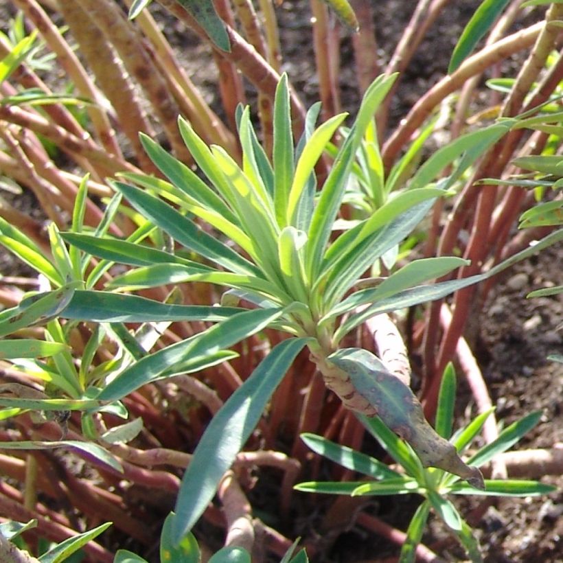 Euphorbia characias Black Pearl - Wolfsmelk (Foliage)