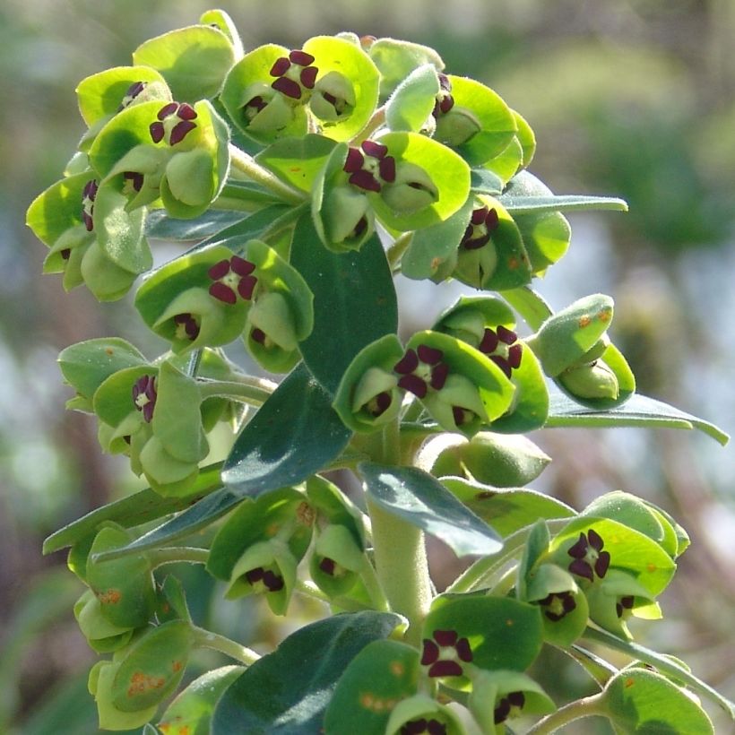 Euphorbia characias Black Pearl - Wolfsmelk (Flowering)