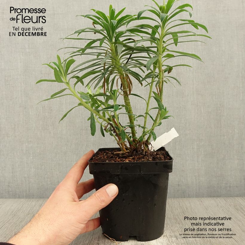 Exemplaar van Euphorbia characias - Wolfsmelk Pot van 2 l/3 l zoals geleverd in de herfst