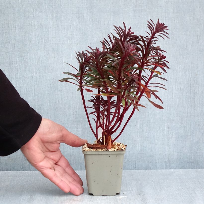 Exemplaar van Euphorbia characias Miners Merlot - Wolfsmelk Kweekpotje van 8/9 cm zoals geleverd in de herfst